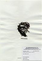 藏品(長枝沙菜)的圖片